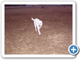 02-23-04_033   Crystal, White German shepherd, 5 years old, owned by Gene & Kaycy
