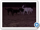 02-23-04_035   Crystal, White German shepherd, 5 years old and Sheba (red collar), 2 years old, owned by Gene & Kaycy