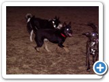 02-23-04_039   Sheba (red collar), 2 years old, owned by Gene & Kaycy