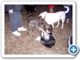 02-23-04_040   Crystal, White German shepherd, 5 years old, owned by Gene & Kaycy
