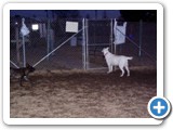 02-23-04_042   Crystal, White German shepherd, 5 years old, owned by Gene & Kaycy