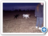 02-23-04_045  Crystal, White German shepherd, 5 years old, owned by Gene & Kaycy