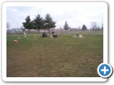 01_03-27-04  This is the first photo taken as we entered the fenced area of the dog park.  Crystal and Sheba were already mingling with the other dogs.