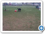 02_03-27-04  one of the black labs that was already playing with the other dogs.