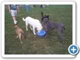 07_03-27-04  Crystal (the white shepherd), Sheba (the black and tan shepherd mix), the Wiemeramer and another dog at one of the many 'watering holes'.