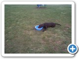 09_03-27-04  One of the labs was so tuckered that he lied down at the bowl and began drinking some water as the day was getting hotter.