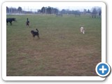 26_03-27-04  Sheba and the 'no time to stand still' pup running around.