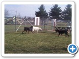 45_03-27-04  Sheba going over to check out the Rotweiler that was checking out Crystal.