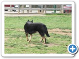 04-04-12_5898 Sheba, an Australian cattle dog, 9 years old in May 2012 and owned by Gene & Kaycy