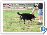 04-04-12_5900 Sheba, an Australian cattle dog, 9 years old in May 2012 and owned by Gene & Kaycy