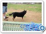 04-04-12_5919 Sheba, an Australian cattle dog, 9 years old in May 2012 and owned by Gene & Kaycy