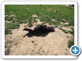 04-06-12_6047  Sheba loves rolling in dirt and grass.