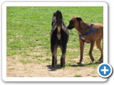 04-06-12_6063  Sheba actually lets another dog check her out!