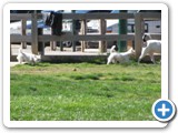 04-06-12_6071  These little ones were so adorable to watch playing around with the larger dogs.