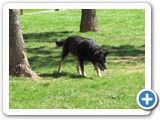 04-06-12_6079  Sheba wearing out.