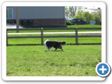 04-06-12_6144  I have always had a soft spot in my heart for collies, especially tri-colored ones since I was a little kid.  Probably from watching too many 'Lassie' shows on tv. :)