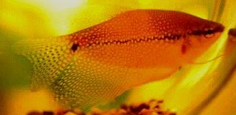 A photo of a male Trichogaster leeri, the Pearl Gourami