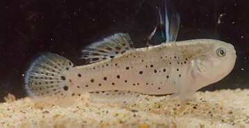 A male Stigmatogobius sadanundio 'Night Goby'.