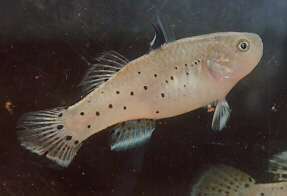 A female A male Stigmatogobius sadanundio 'Night Goby'.