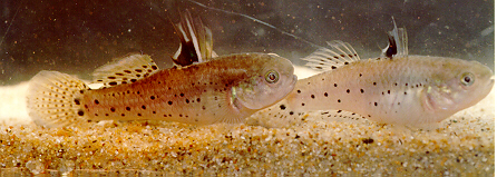 My pair of Night Gobies.