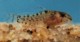 A six day old Corydoras paleatus fry