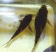 A view of the Corydoras paleatus pair from above