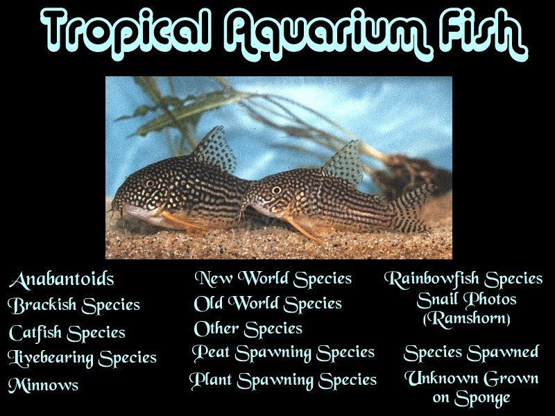 This is the main page for tropical fish info and photos