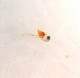 A photo of a three day old Apistogramma bitaeniata fry.