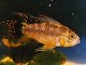 A photo of a male 'Triple Red' Apistogramma cacatuoides.