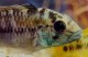 A close-up view of the Apistogramma rotpunkt 'Blue Cheek' showing the blue on the cheek.