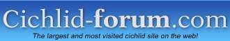 Cichlid-Forum