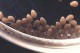 This photo shows the eggs of the Lethrinops lethrinus.