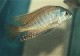 This is a photo of the dominate male Lethrinops lethrinus in full coloration.