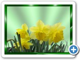 daffodil1