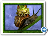 frog_riding_snail