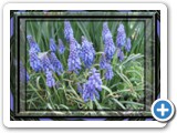 grape_hyacinth_2