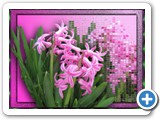pink_hyacinth_1