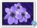 purple_flower_1
