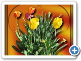 tulips_1_clr