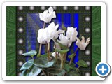 white_cyclamen_3_2