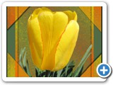 yellow_tulip_1