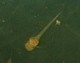 A Corydoras aeneus catfish, albino form, at two days old