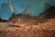 Photo of a female Corydoras sterbai