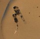 Photo of five day old Cichlasoma dimerus fry.