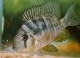 A female Gymnogeophagus balzanii with fry.