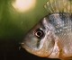 Photo of the female Gymnogeophagus balzanii with most of her fry already in the refuge of her mouth cavity.