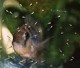 Photo of a female Gymnogeophagus balzanii with a brood of fry around her.