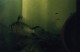 This photo is of the M. altispinosa female in a 20-gallon tank with her fry