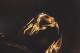 This photo is of M. altispinosa freeswimming stage