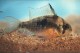 This photo is a female with her ovipositor out for spawning in 1998